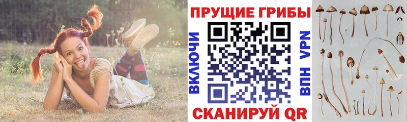 Псилоцибиновые грибы прущие грибы  Козловка 
